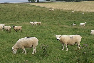 Beltex Breed of sheep