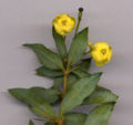 Berberis hybrid, flower detail (flowers 7 mm (0.28 in) diameter).