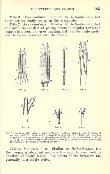 File:Bergen's botany - key and flora - Pacific coast ed (Page 163) BHL18868399.jpg