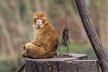 Berlin Tierpark Friedrichsfelde 12-2015 img07 Barbary macaque.jpg