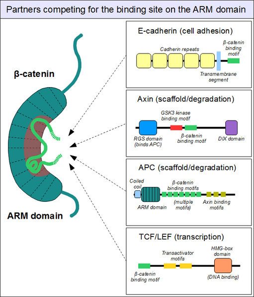 File:Beta-catenin-ARM-domain-interactions.png