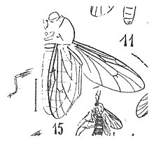 Bibio romani 1937 N. Théobald Holotype éch A100 x3 p.333 pl. XXI - Diptères du Stampien d'Aix-en-Provence.