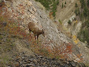 List Of Animals Of Yellowstone