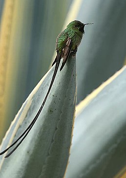 Колібрі-довгохвіст бронзовий (Lesbia victoriae)