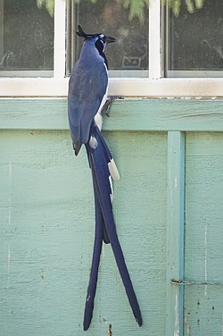 Black-throated magpie-jay (16278636966).jpg