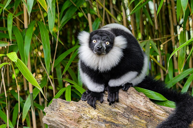 File:Black and white ruffed lemur - 51696532749.jpg