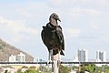 * Nomination Black vulture (Coragyps atratus) in Cartagena, Colombia --Bgag 00:42, 7 February 2021 (UTC) * Promotion  Support Good quality -- Johann Jaritz 04:46, 7 February 2021 (UTC)