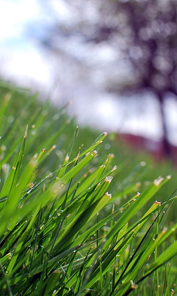 File:Blades of grass, Armdale, Halifax, Nova Scotia.jpg