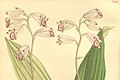Bletilla foliosa (as syn. Arethusa sinensis) plate 7935 in: Curtis's Bot. Magazine (Orchidaceae), vol. 130, (1904) (Detail)