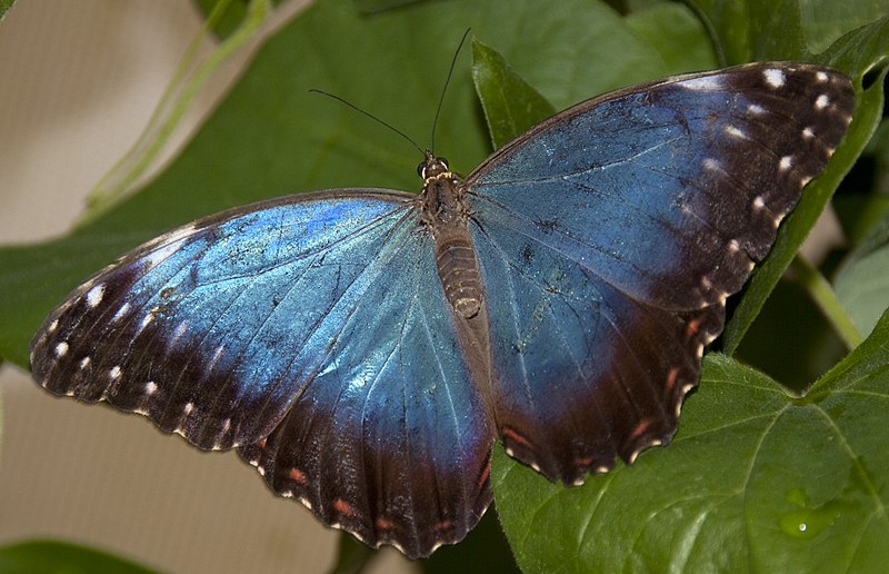 File:Blue Butterfly 1 (4867221534).jpg