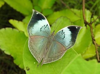 <i>Kallima horsfieldii</i> Species of butterfly