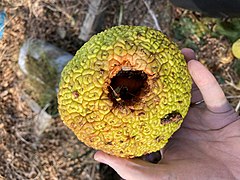 Fruit burrowed into by animal eating seeds