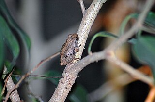 <i>Raorchestes bombayensis</i> Species of amphibian