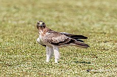 Booted Eagle resting on the ground (49501804681).jpg