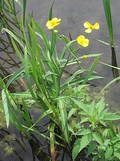 <i>Ranunculus lingua</i> A species of plant in the family Ranunculaceae