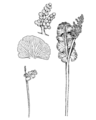 Botrychium lunaria