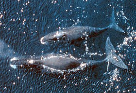 Duas baleias-da-Groenlândia