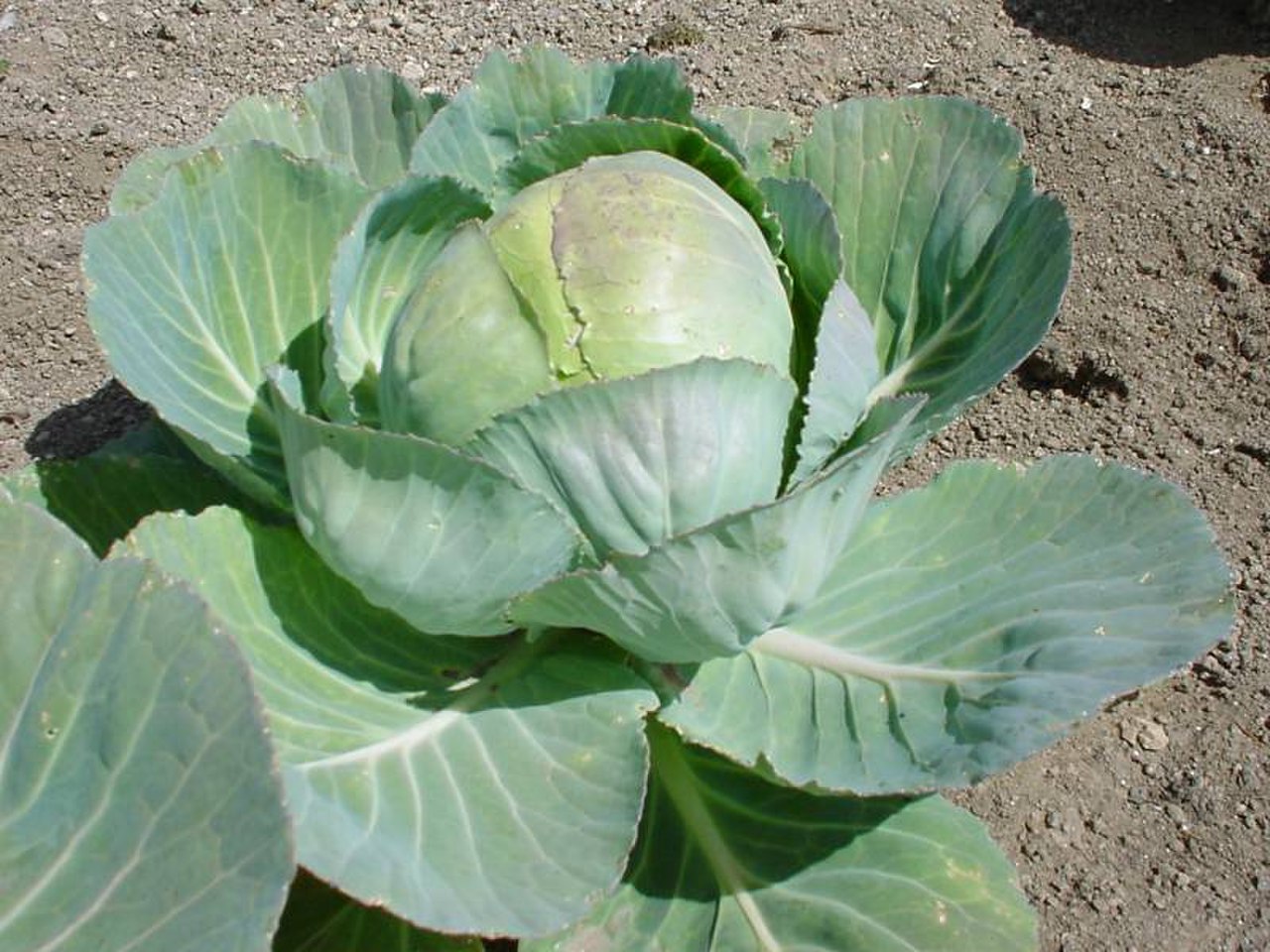 Brassica oleracea - капуста Огородная