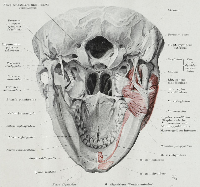 File:Braus 1921 371.png