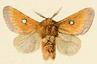 <i>Eriogaster catax</i> Species of moth