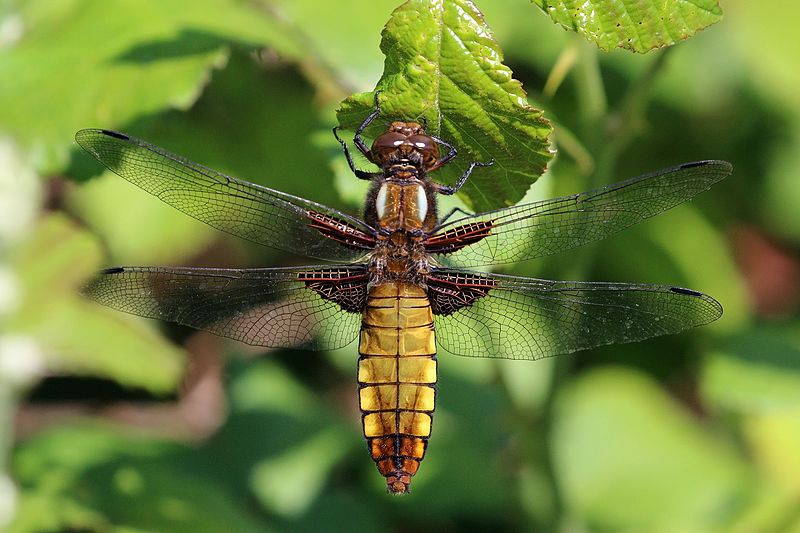 File:Broad-bodied chaser (Libellula depressa) female.jpg