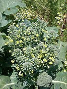 Broccoli in piena fioritura