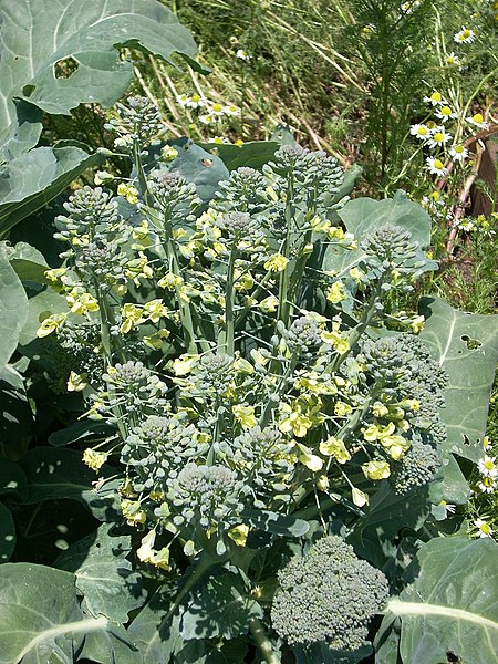 Broccoli flowers 2525385935 e13d4de4c4 b.jpg