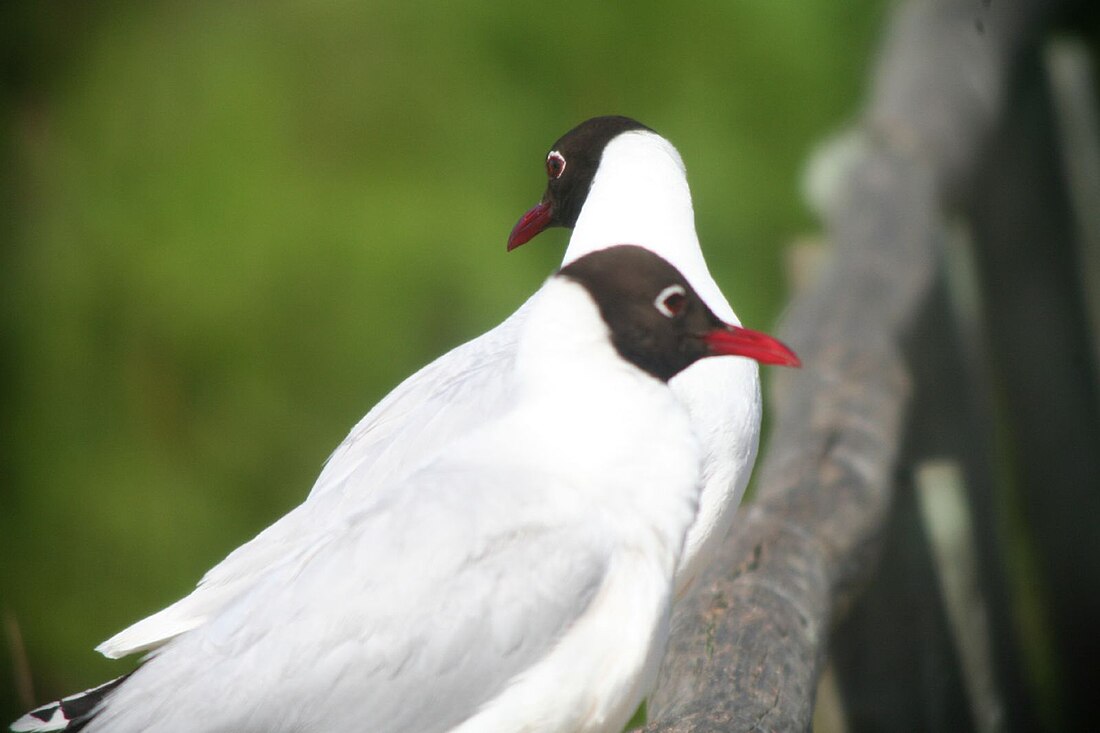 Chroicocephalus maculipennis