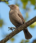 Thumbnail for File:Brown headed cowbird female in JBWR (25490).jpg