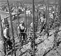 Vignoble de Moselle sur hautain mort, en mai 1954 (Deutsches Bundesarchiv)