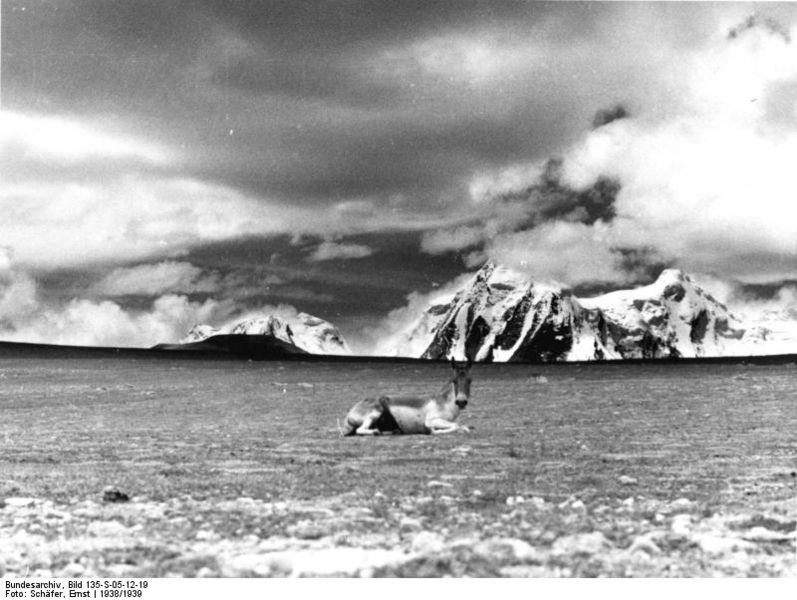 File:Bundesarchiv Bild 135-S-05-12-19, Tibetexpedition, Landschaftsaufnahme mit Wildpferd.jpg