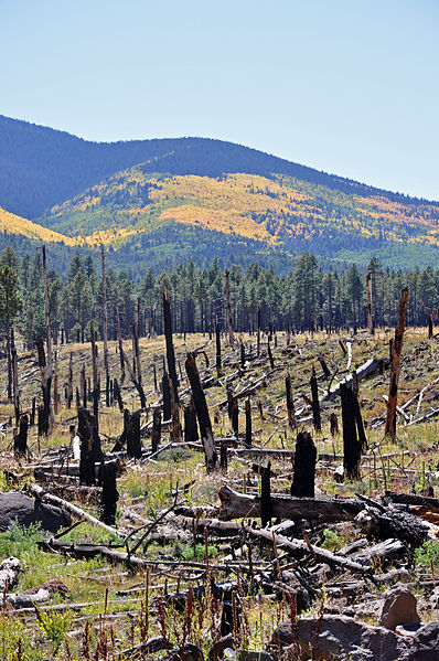 File:Burnt trees amid a thriving forest (3972218100).jpg