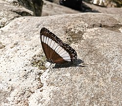 Butterfly in Mt. Isarog.jpg