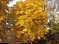 Common horsechestnut