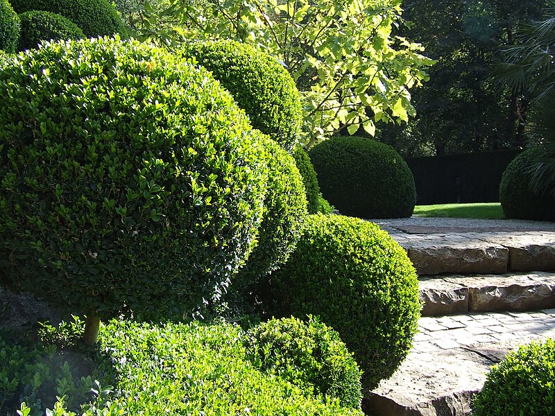 File:Buxus sempervirens, Buchskugeln.jpg