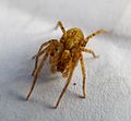 Buzzing spider, Anyphaena accentuata (Araneae) - Flickr - gailhampshire.jpg