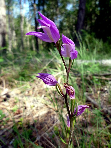 File:CEPHALANTHERA RUBRA - SANT JUST - IB-685 (Curraià vermell).JPG