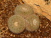 Cactaceae - Mammiliaria morganiana.JPG