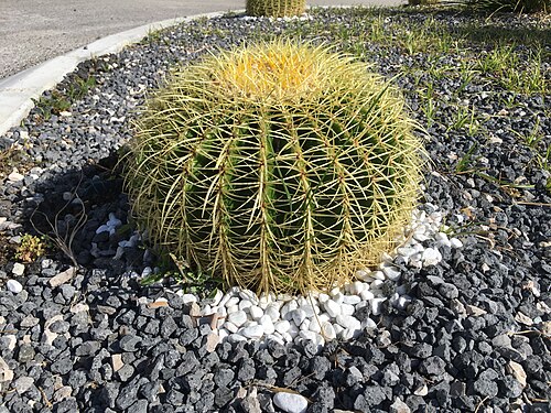 Cactus tree in Rome