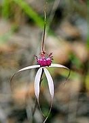 Caladenia gardneri