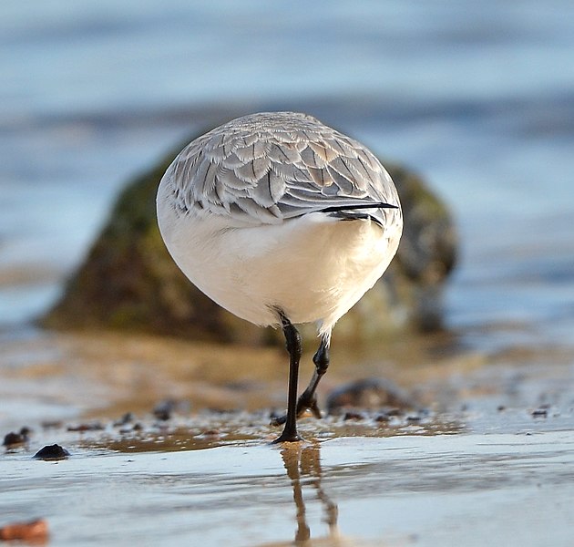 File:Calidris alba - 6282.jpg