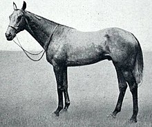 Caligula (horse).jpg