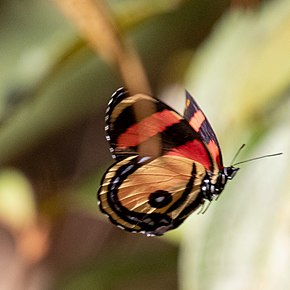 Kuvan kuvaus Callicore-syklopit;  Carajásin kansallismetsä, Pará, Brasilia 01.jpg.