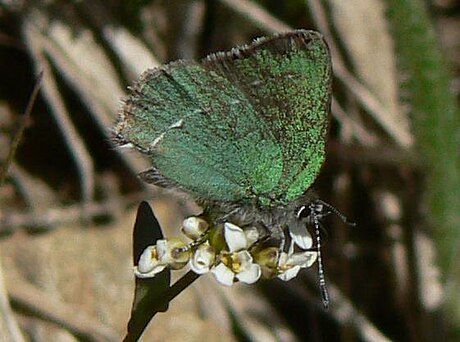 Callophrys sheridanii