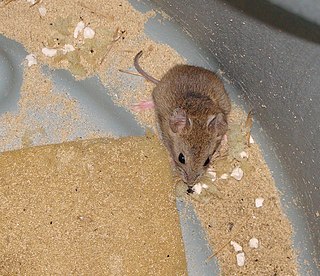 <span class="mw-page-title-main">Vesper mouse</span> Genus of rodents