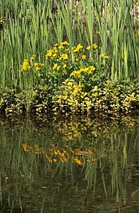 Caltha palustris Habitus