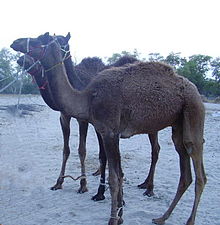 Camel-Desert animal.jpg