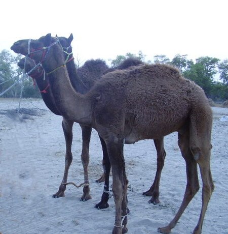 Tập_tin:Camel-Desert_animal.jpg