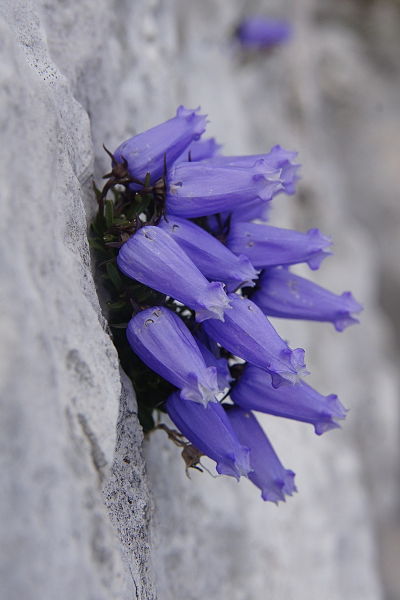 File:Campanula zoysii PID1979-1.jpg