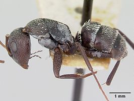 Camponotus olivieri